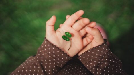 Miért olyan ritka a négylevelű lóhere?