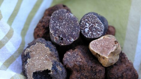 Nehéz megtalálni, kockázatos gyűjteni, mégis vagyonokat ér a szarvasgomba