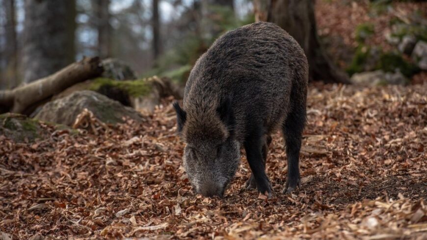 img_Rohamosan_terjed_az_afrikai_sertespestis_Baranyaban