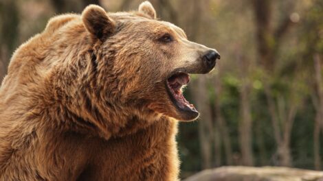 Saját kertjében ért medvetámadás egy székelyföldi férfit