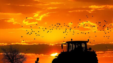 Szójarekord borítja az árakat, kukoricából szűkülhet a kínálat