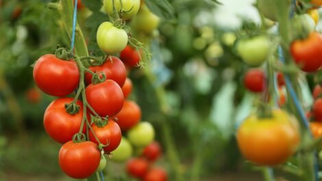 Tudtad-e, hogy a banán gyümölcs, az eper viszont nem ? és a paradicsomtól évszázadokig rettegtek?