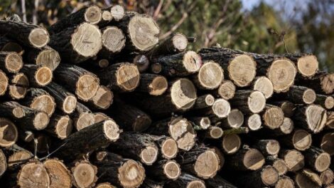 Tűzifa támogatás-még 50 köbméter érkezik