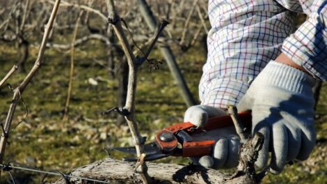 A borászok a szőlőművelés egyik legfontosabb munkáját a metszést végzik