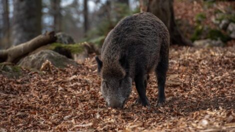 Afrikai sertéspestis a szomszédos vármegyében