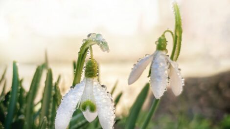 Az átlagosnál melegebb volt az idei február