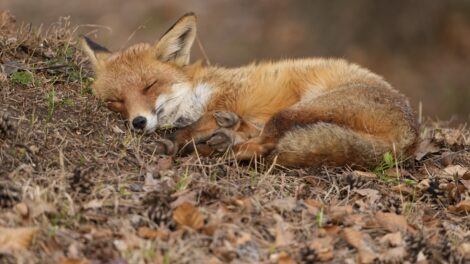 Ebzárlat és legeltetési tilalom Nagyrozvágyon és Kisrozvágyon