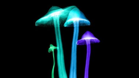 Ezért hasonlít a pszichedelikus élmény az ébren álmodásra