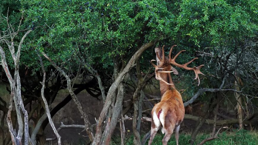 img_Javaban_zajlik_az_agancshullas