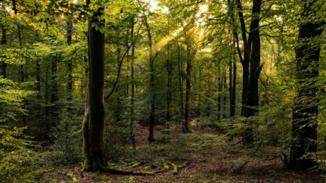 Különleges erdőkkel mentenék meg a Földet: harmincszor sűrűbben nőnek
