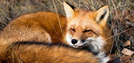 Március végén indul a tavaszi rókavakcinázás