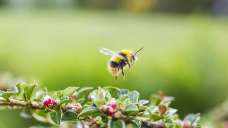 Megdöbbentő felfedezést tettek a kutatók: ezek az állatok érzékelik az időt