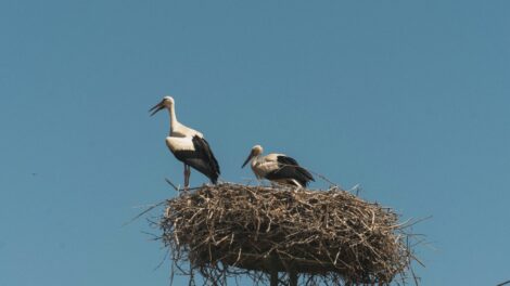 Megérkezett az első gólya Bodrogkeresztúrra
