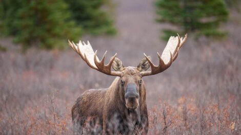 Melyik az állatvilág csontnövesztő rekordere?