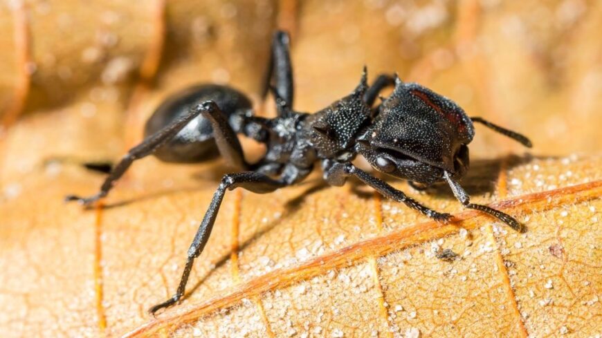 img_Melyik_rovar_csipese_a_legfajdalmasabb_