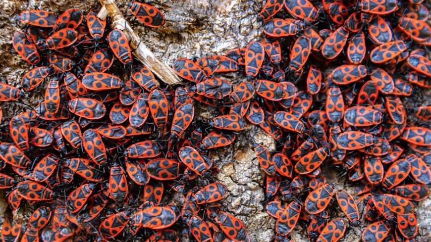 img_Miert__vonatoznak__tavasszal_a_bodobacsok_