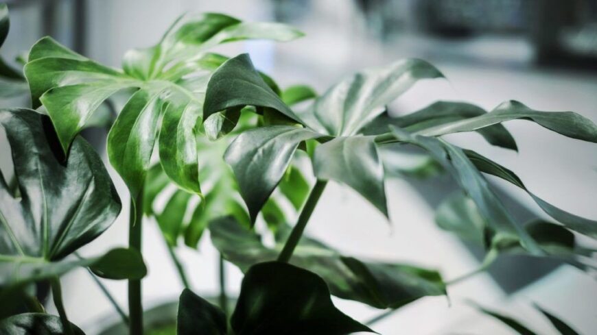 img_Miert_zoldek_a_levelek_