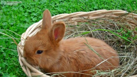 Ne ajándékozzunk élő állatot húsvétkor ? erre figyelmeztetnek az állatvédők