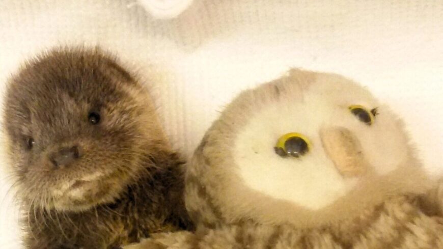 img_Plussallatokkal_nottek_fel_az_elarvult_kolykok