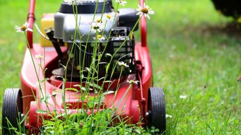 Természetbarát fűnyírásra hívja fel a figyelmet az MME