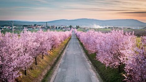 Turisták ezreit várja a virágba borult Berkenye
