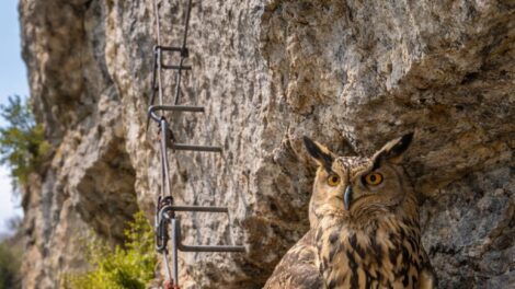 Uhu-pár fészkel a Megyer-hegyi Via Ferrata pályán