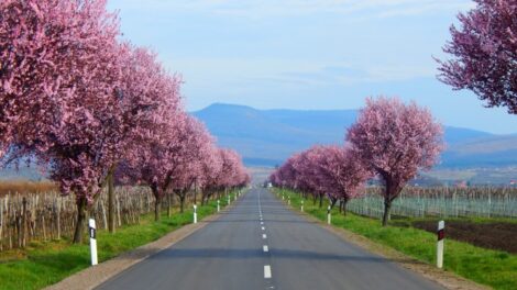 Vihar sújtotta a gyöngyöstarjáni vérszilvafasort