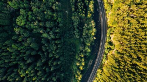 Új fejlesztési támogatás az erdőgazdálkodóknak