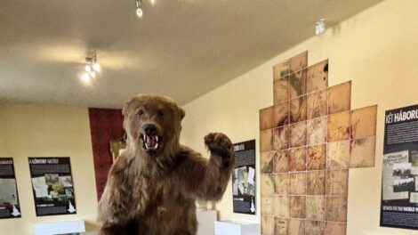 Egy hatalmas medve keltett feltűnést Szabolcsban