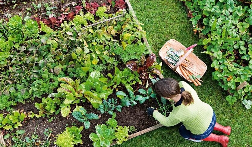 img_Elindult_a_jelentkezes_a_legszebb_konyhakertek_programra_Pacinban