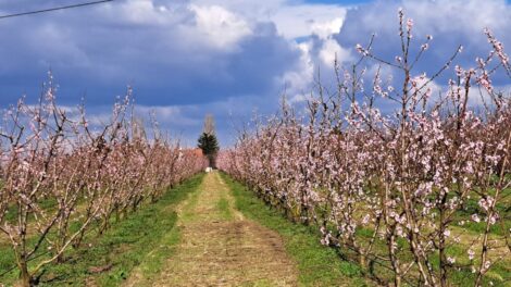 Erős fagyok az északkeleti térségben, veszélyben a gyümölcsösök