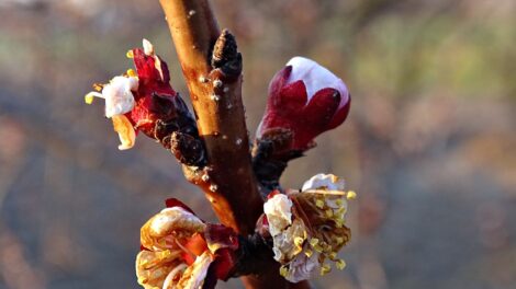 Fagykárok esetén, kárbejelentésre figyelmeztet a minisztérium