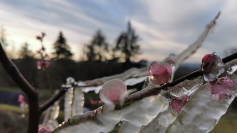 Fagyveszély fenyegeti a gyümölcsösöket