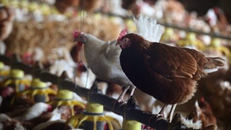 Feloldották a madárinfluenza miatti korlátozásokat