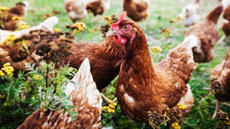 Feloldották a madárinfluenza miatti korlátozásokat