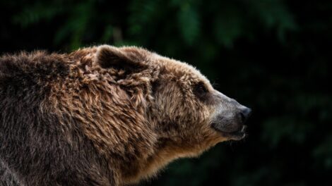 Medvét észleltek a Bogácsi-tónál, vizsgálják a bejelentést
