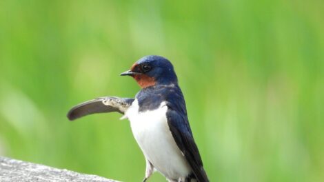 Megérkeztek a fecskék Sátoraljaújhelybe