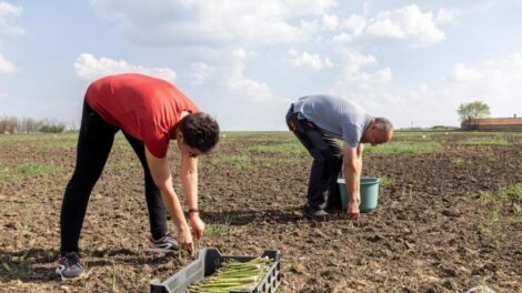 Megkezdődött a spárga szedése a magyarországi termőterületeken