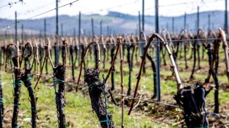 Metszéssel is védekezhetünk a szőlő kártevői ellen