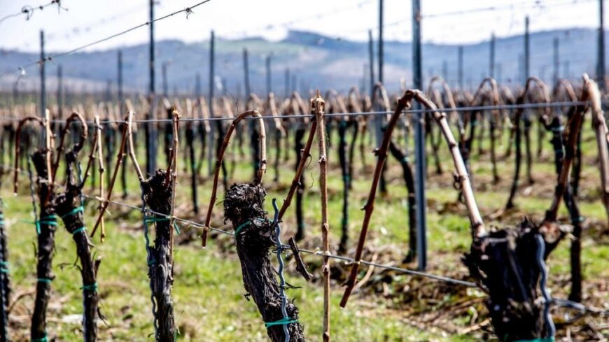 img_Metszessel_is_vedekezhetunk_a_szolo_kartevoi_ellen