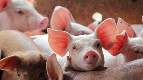 Támogatás a sertéságazatnak