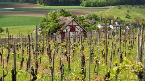 Tibor üzen a szőlősgazdáknak és megjósolja az idei szőlőtermést