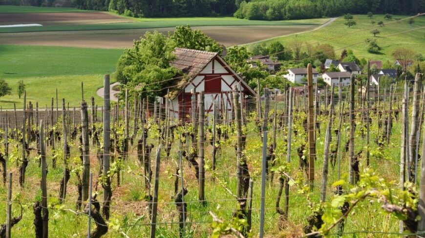 img_Tibor_uzen_a_szolosgazdaknak_es_megjosolja_az_idei_szolotermest