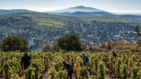 Világszinten is pörögnek a tokaji borok