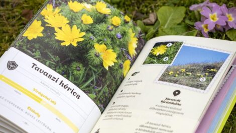 Virágkalendárium készült túrázóknak virágzó növények felkutatásához