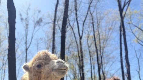 Állatvédelem az oktatásban