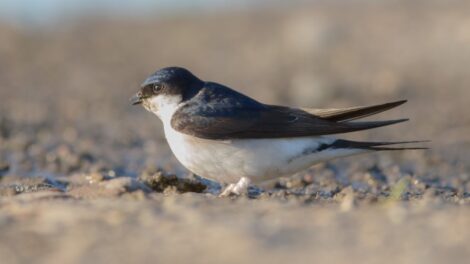 Építkezéseket is megakaszthatnak a visszatérő fecskék