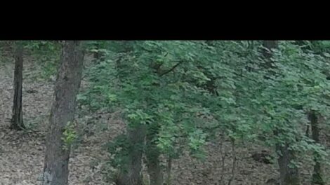 Medvét észleltek az Aggteleki Nemzet Park déli részén