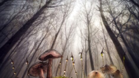 Túrára hívják a gombászkedvelőket Háromhutára