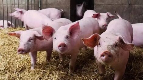 Egyeztetésre hívta az agrárminiszter a sertéságazat szereplőit az afrikai sertéspestis vírus megjelenése miatt